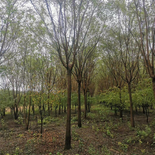 國槐樹苗批發,風景樹基地