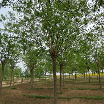 國槐,種植基地