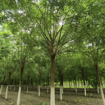 國槐,種植基地