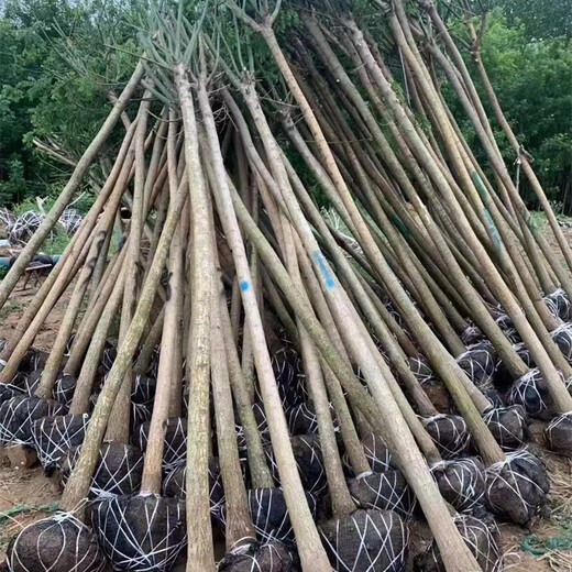 發(fā)帽國槐,品種