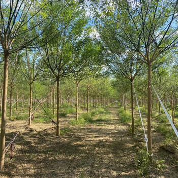 國槐,種植基地