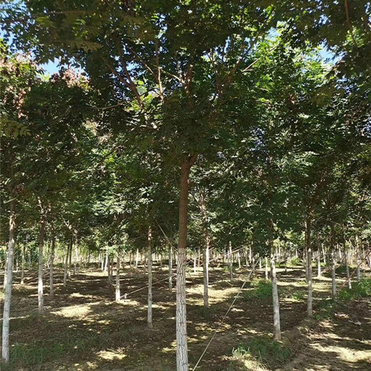 欒樹(shù)批發(fā)基地,庫(kù)存充足