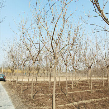 發(fā)帽欒樹(shù),主打產(chǎn)品