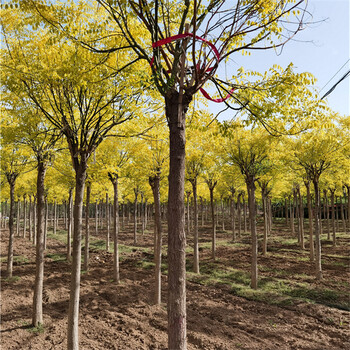 金葉國槐基地,種植基地