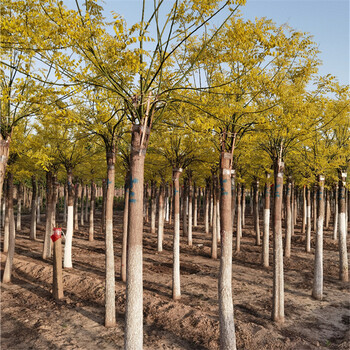 金葉國槐基地,種植基地