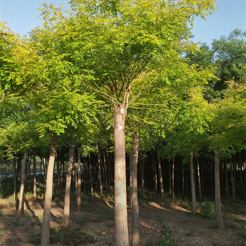 金葉國槐樹(shù)苗,優(yōu)良樹(shù)種