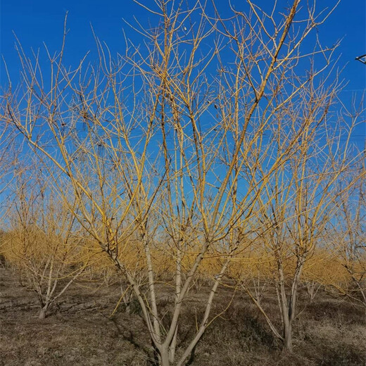黃金槐基地，庫(kù)存充足