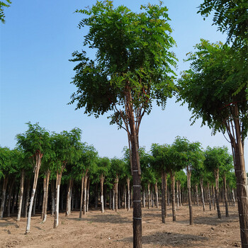 紅花刺槐種植基地,價(jià)格優(yōu)惠