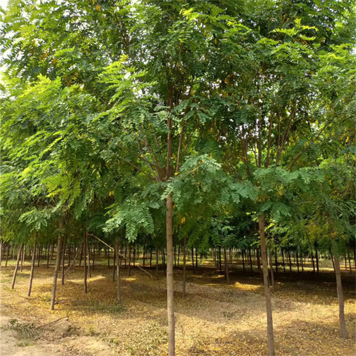 紅花槐樹苗,苗木產(chǎn)業(yè)