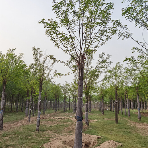12公分紅花刺槐價格,實地看苗