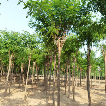 紅花刺槐樹(shù),苗木價(jià)格