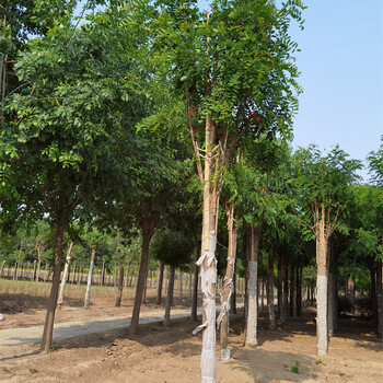 紅花刺槐種植基地,價(jià)格優(yōu)惠