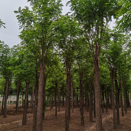 15公分紅花刺槐價(jià)格,精心種植