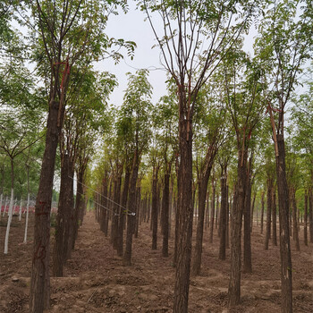 紅花刺槐種植基地,價(jià)格優(yōu)惠