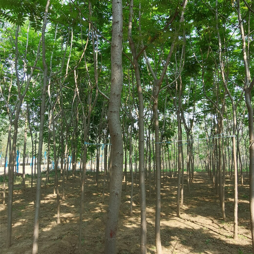 火炬樹(shù)幼苗,指樹(shù)看樹(shù)