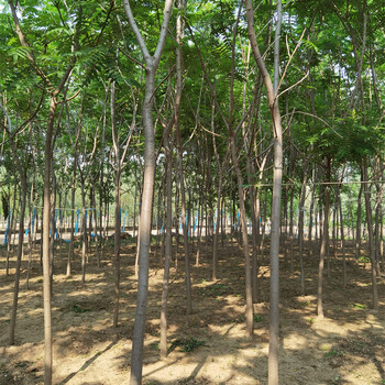 火炬樹(shù)基地,價(jià)格合理