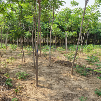 火炬樹(shù)基地,價(jià)格合理