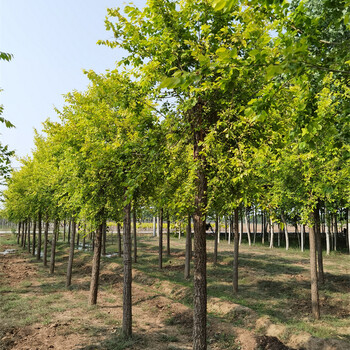 金葉榆苗圃,基地報價(jià)