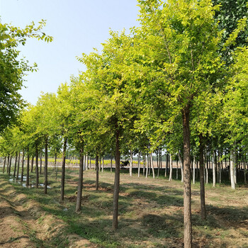 金叶榆基地,批发基地