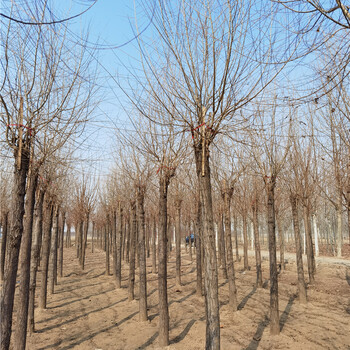 金叶榆树基地,观赏性强