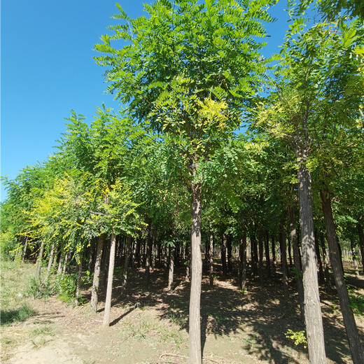 10cm香花槐,辦理檢疫