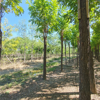 香花槐樹苗,樹苗基地