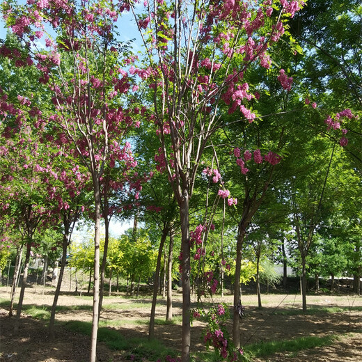 13公分香花槐,樹苗價格