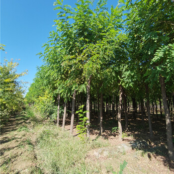 香花槐,種類