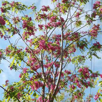 香花槐樹苗,樹苗基地