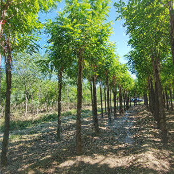 8公分香花槐,一站式采購