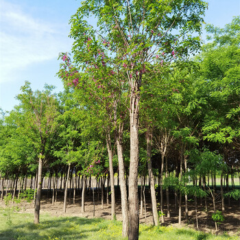 香花槐樹苗,樹苗基地