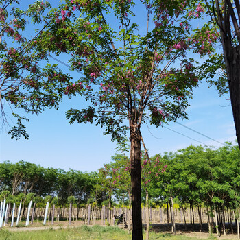 高接香花槐,苗圃供應