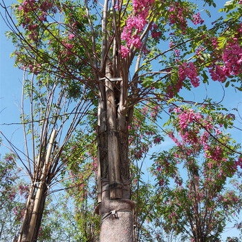 香花槐小苗报价,价格低