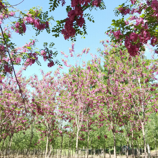 五七香花槐,廠家批發(fā)