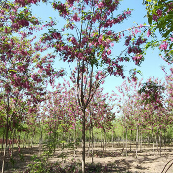 香花槐小苗报价,价格低