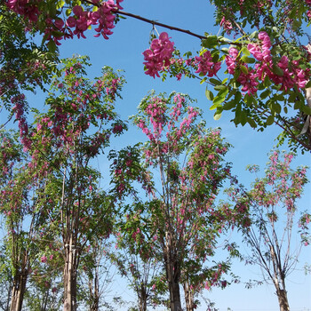 20公分香花槐,樹大型好