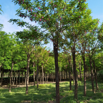香花槐,種類