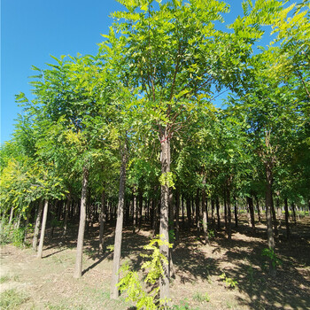 香花槐,種類