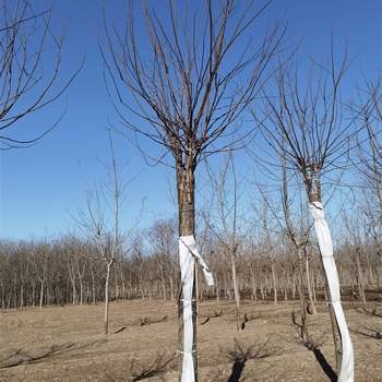 香花槐報價(jià),基地出售