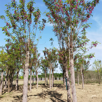 20公分香花槐,樹大型好