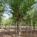 5公分榆樹,苗木培育基地