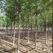 榆樹報價,小區綠化