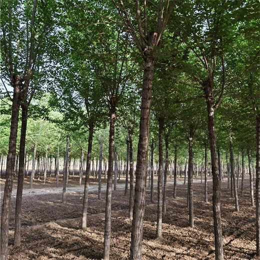 19公分榆樹,科技種植