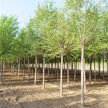 發帽榆樹,基地種植