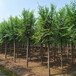 供應榆樹,城市綠化