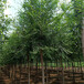 7公分榆樹,苗圃供應