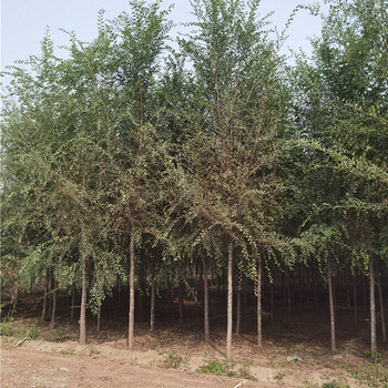 白榆樹(shù)基地,價(jià)格優(yōu)惠