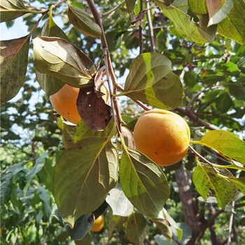 20公分柿子树，苗木培育基地