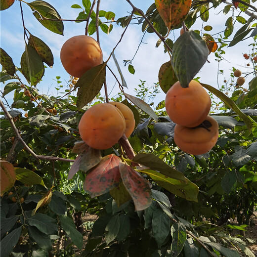 16公分柿子樹，苗木購銷