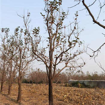 20公分柿子树，苗木培育基地